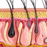What Are The Two Layers Of The Dermis